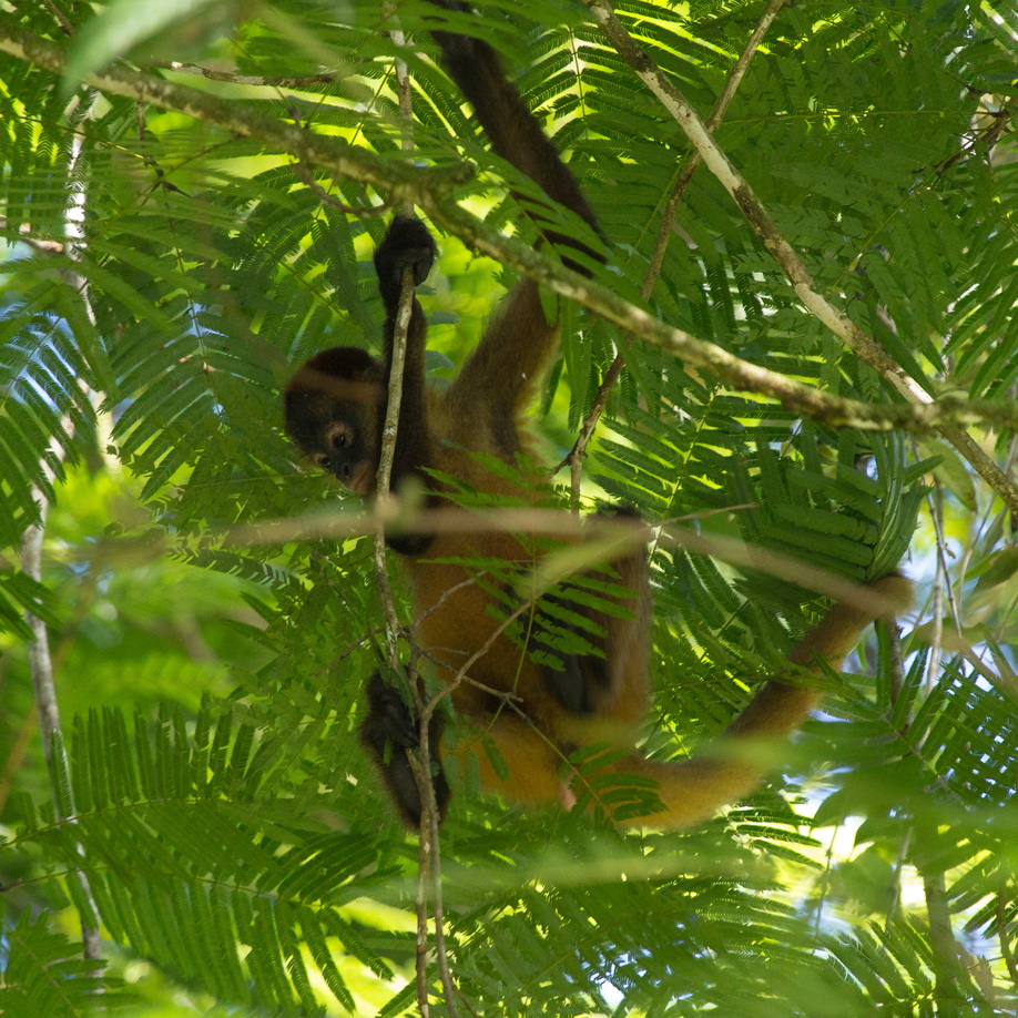 A spider monkey splays its body across a fern-like tree, making it difficult to work out which limb is which.